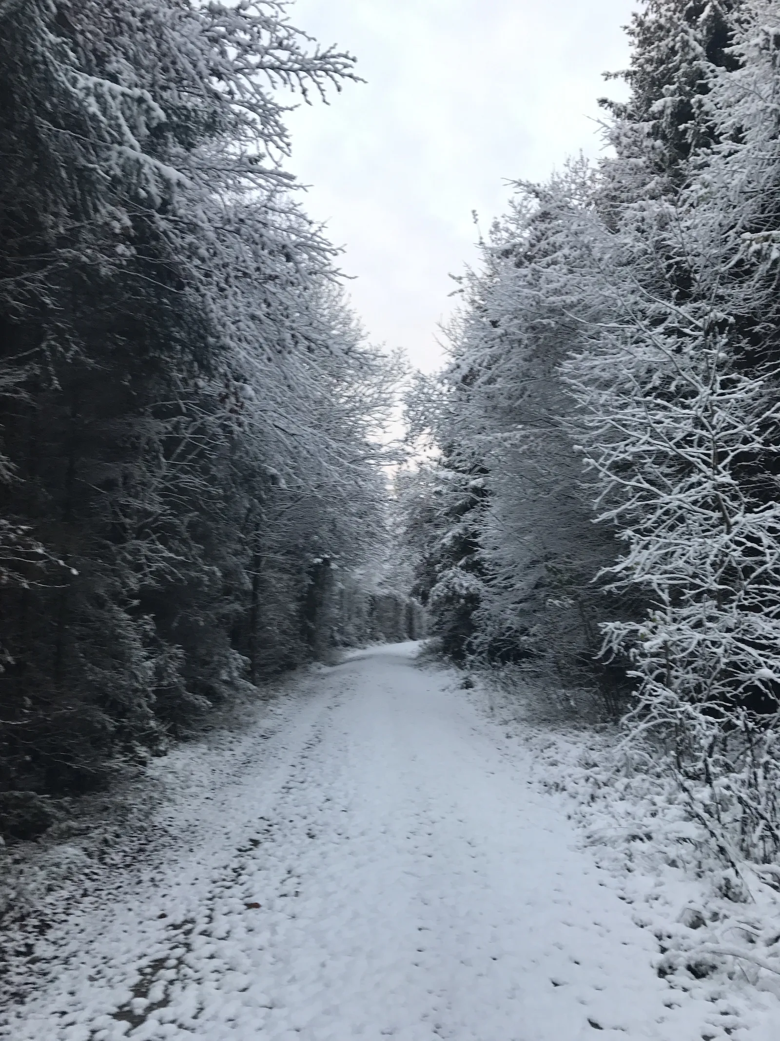 Spruce Thicket in the Snow